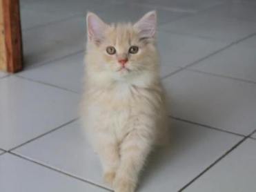 kucing-persia-flatnose