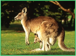 kanggurumarsupialiamacropus