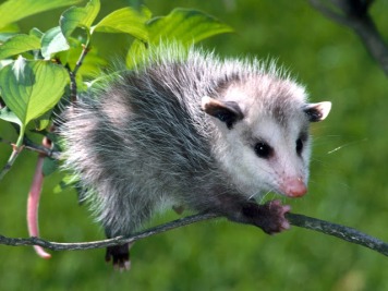 opossumphoto